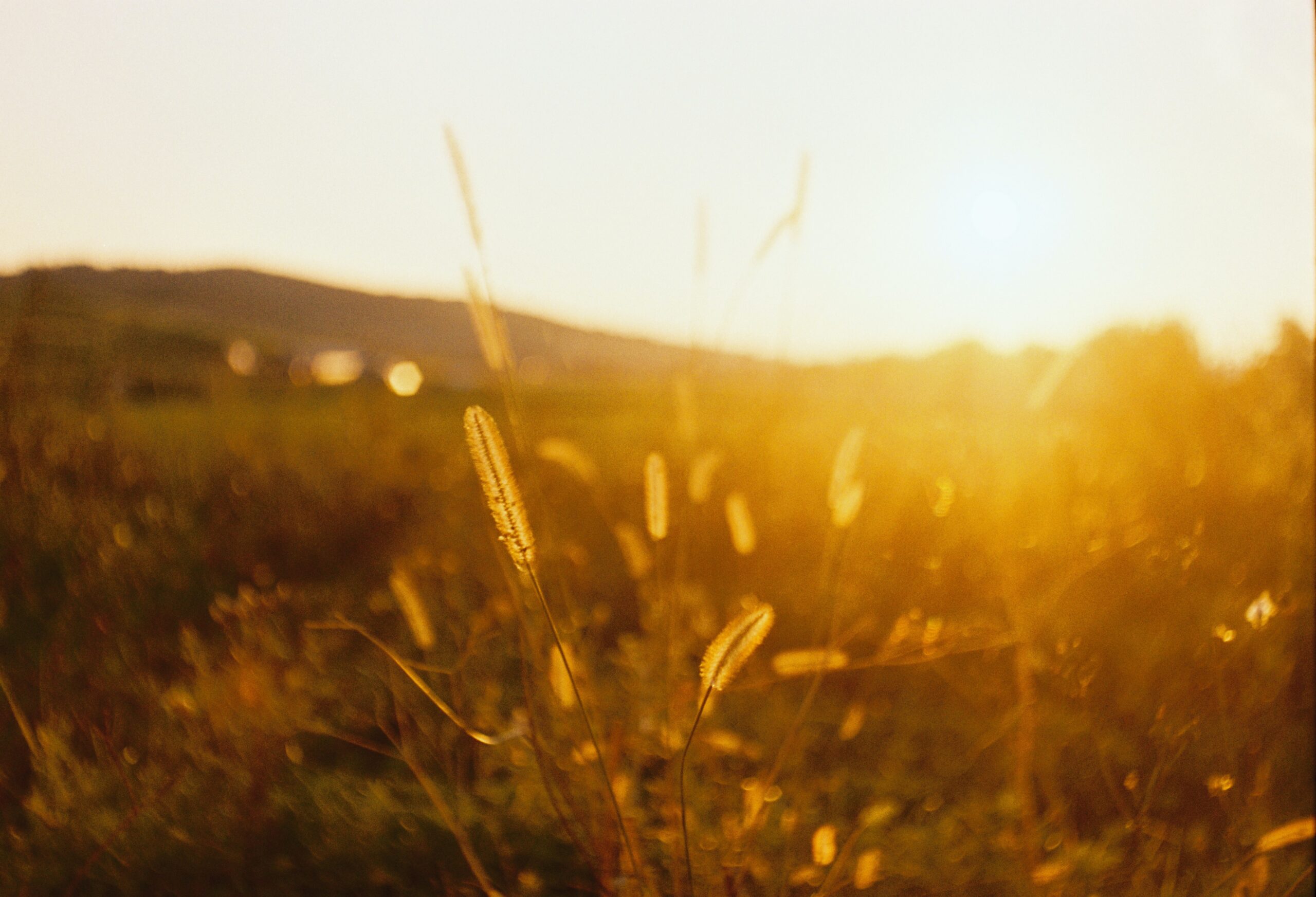 Sun shining on a wheat field